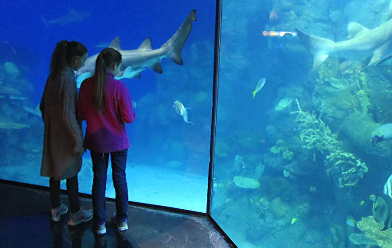 Fun at the Downtown Aquarium, Denver from GoFatherhood®