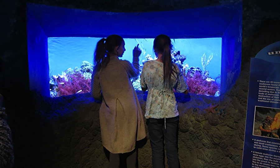 Fun at the Downtown Aquarium, Denver from GoFatherhood®