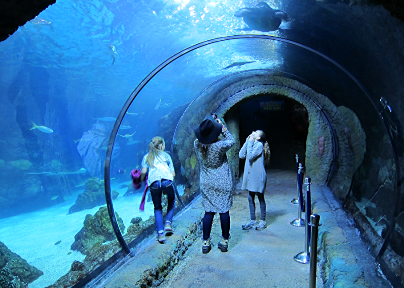 Fun at the Downtown Aquarium, Denver from GoFatherhood®