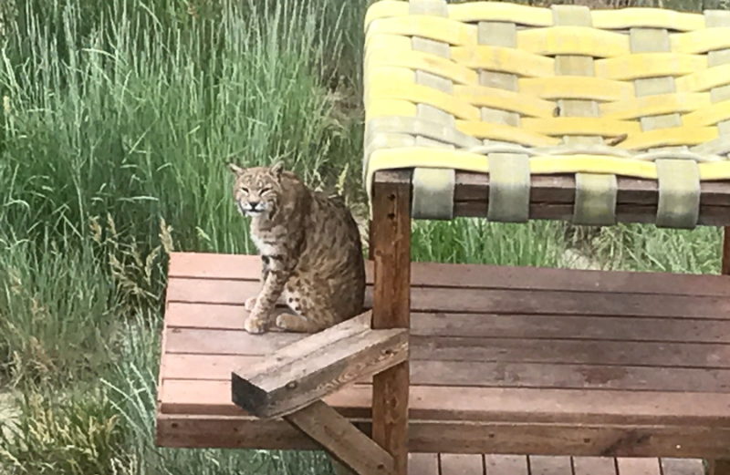 An Evening Visit to the Wild Animal Sanctuary from GoFatherhood®